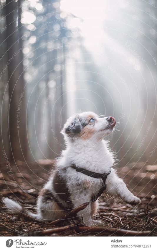 Der süße Australian Shepherd-Welpe sitzt gehorsam neben seinem Herrchen, schaut zu ihm auf, leckt sich die Schnauze und wartet auf ein Leckerli. Der Wald wird von den Strahlen des Sonnenaufgangs erhellt. Gute Freunde