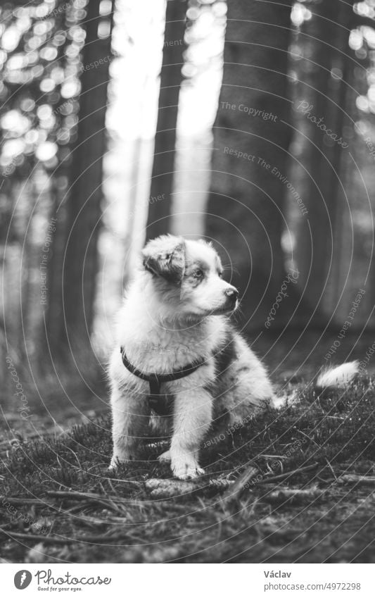 Schwarz und weiß adorable Blue Merle Welpe, Australian Shepherd entdecken neue Gerüche in einem schönen Wald. Bunte zotteligen Hund Welpen in den Morgen Wald