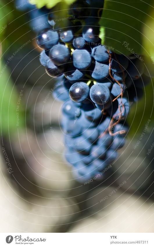 Syrah Lebensmittel Ernährung Bioprodukte Wirtschaft Landwirtschaft Forstwirtschaft Umwelt Natur Pflanze Sommer Herbst Schönes Wetter Nutzpflanze Garten Feld