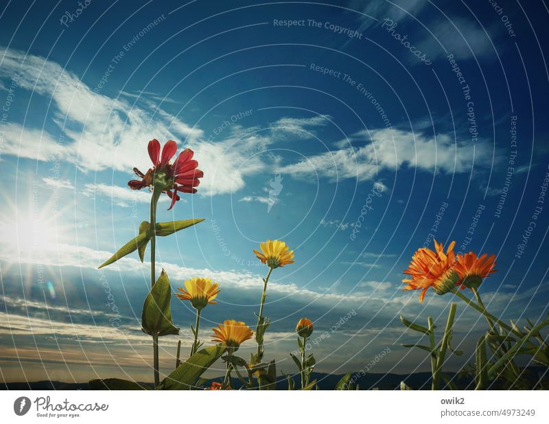 Morgenmeeting Blumen blühen aufstrebend Wachstum Pflanze Blüte Blühend Stengel Halme Außenaufnahme Nahaufnahme Farbfoto Blitzlichtaufnahme Aussicht Himmel