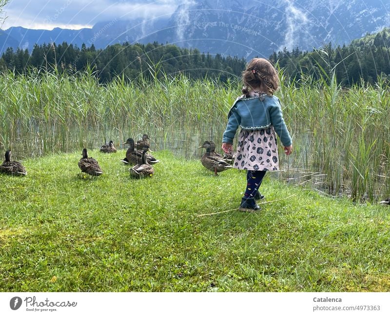 Kleines Mädel mit Enten am See Natur Landschaft Berge Alpen Berge u. Gebirge Himmel Wasser Seeufer Umwelt Erholung ruhig Binsen Schilf Wald Wolken Wiese Gras