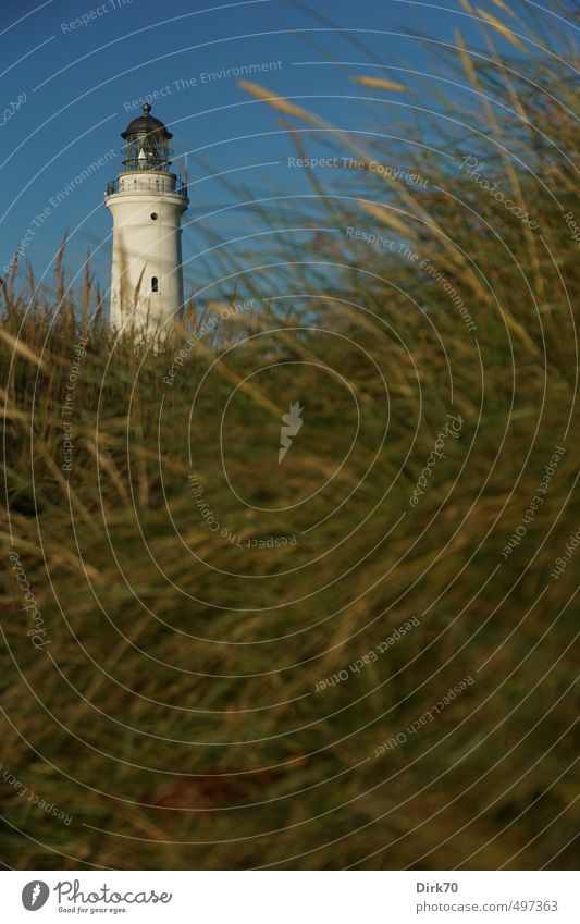 Hirtshals Fyr in den Dünen Ferien & Urlaub & Reisen Sommerurlaub Wolkenloser Himmel Schönes Wetter Pflanze Gras Strandhafer Dünengras Wiese Küste Nordsee