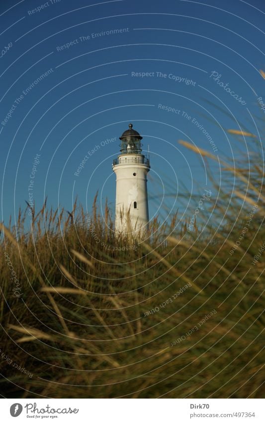 Leuchtturm von Hirtshals im Abendlicht Güterverkehr & Logistik Wolkenloser Himmel Sonnenlicht Sommer Schönes Wetter Gras Grünpflanze Strandhafer Dünengras