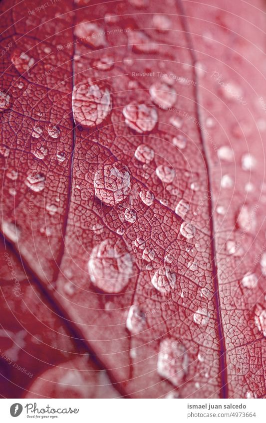 Wassertropfen auf dem roten Ahornblatt in der Herbstzeit Blatt rotes Blatt Linien Venen Blattrippen Natur natürlich Hintergründe roter Hintergrund Tropfen