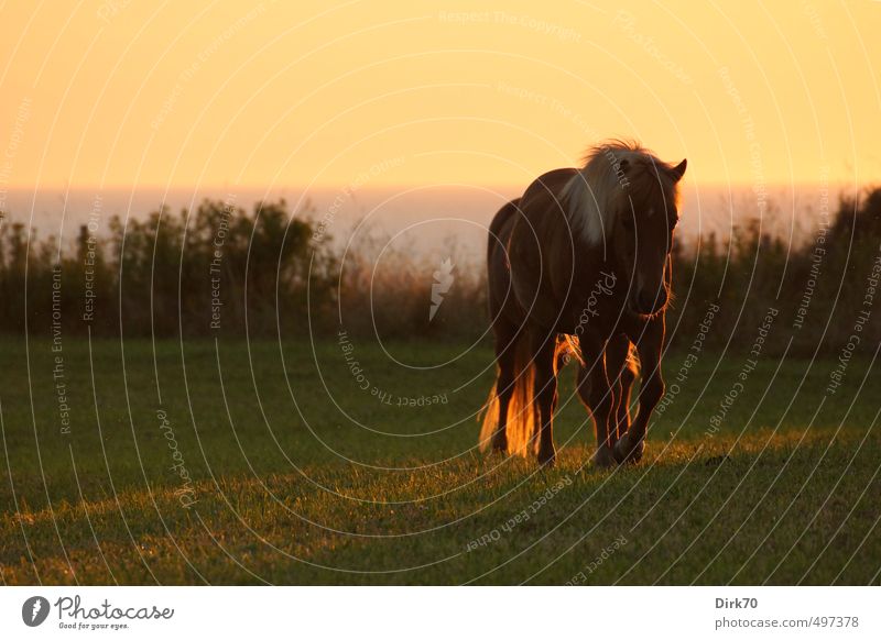 Im sanften Schritt gen Heimat ... Reitsport Reiten Wolkenloser Himmel Sonnenaufgang Sonnenuntergang Sonnenlicht Sommer Schönes Wetter Gras Sträucher Wiese Küste