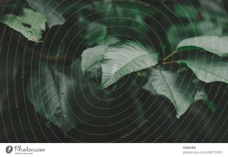 Grüne Blätter der Süßkirsche bei Tageslicht, selektiver Fokus Blatt Kirsche grün Frische Natur Pflanze Baum Frühling im Freien frisch Ast Frucht Wachstum