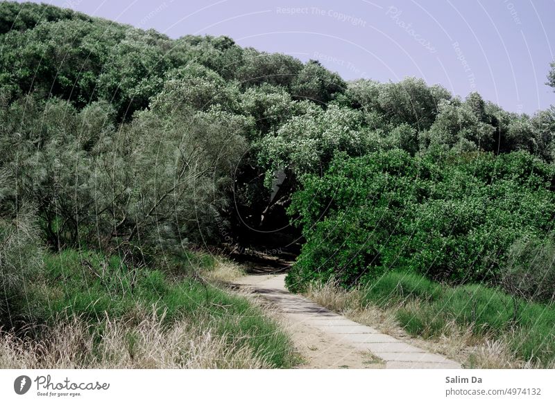 Ein natürlicher, wilder Fahrweg Natur Natur-Foto Naturliebhaber Naturhintergrund Naturfotografie Naturlandschaft natürliches Licht natürliche Farbe