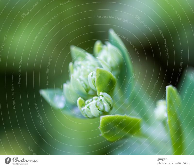 Grünes Leuchten Umwelt Natur Pflanze Frühling Schönes Wetter Blume Blatt Blüte Grünpflanze Garten grün Blütenknospen einfach farbnuancen strahlend klein diffus