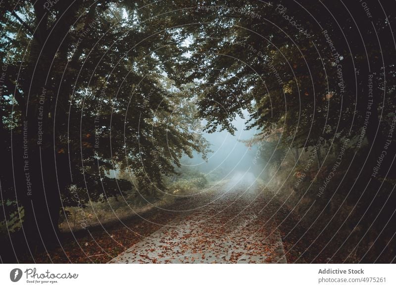 Pfad in der nebligen Jugatxi-Buche in Alava Spanien Nebel Wald Natur Weg grün Umwelt Landschaft Sonne Baum Saison Park Straße malerisch Blatt Licht Wälder