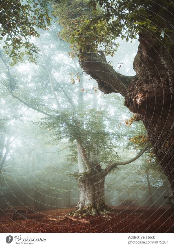 Neblige Jugatxi-Buche in Alava Spanien Nebel Wald Natur Weg grün Umwelt Landschaft Sonne Baum Saison Park Straße malerisch Blatt Licht Wälder Laubwerk Herbst