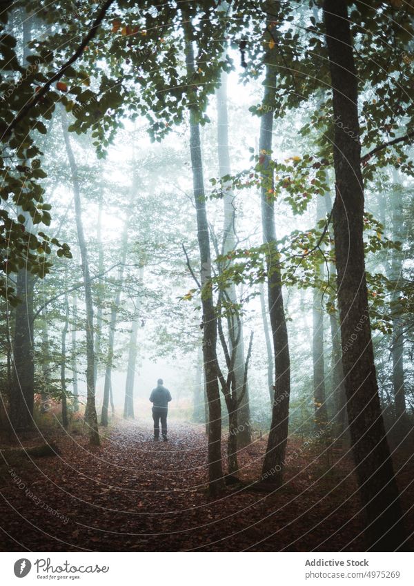 Eine unerkennbare Person auf einem nebligen Weg. Nebel Wald Natur grün Umwelt Landschaft Sonne Baum Saison Park Straße malerisch Blatt Licht Wälder Laubwerk