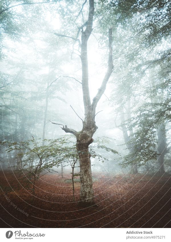 Neblige Jugatxi-Buche in Alava Spanien Nebel Wald Natur Weg grün Umwelt Landschaft Sonne Baum Saison Park Straße malerisch Blatt Licht Wälder Laubwerk Herbst