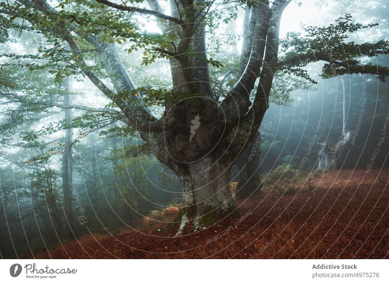 Neblige Jugatxi-Buche in Alava Spanien Nebel Wald Natur Weg grün Umwelt Landschaft Sonne Baum Saison Park Straße malerisch Blatt Licht Wälder Laubwerk Herbst