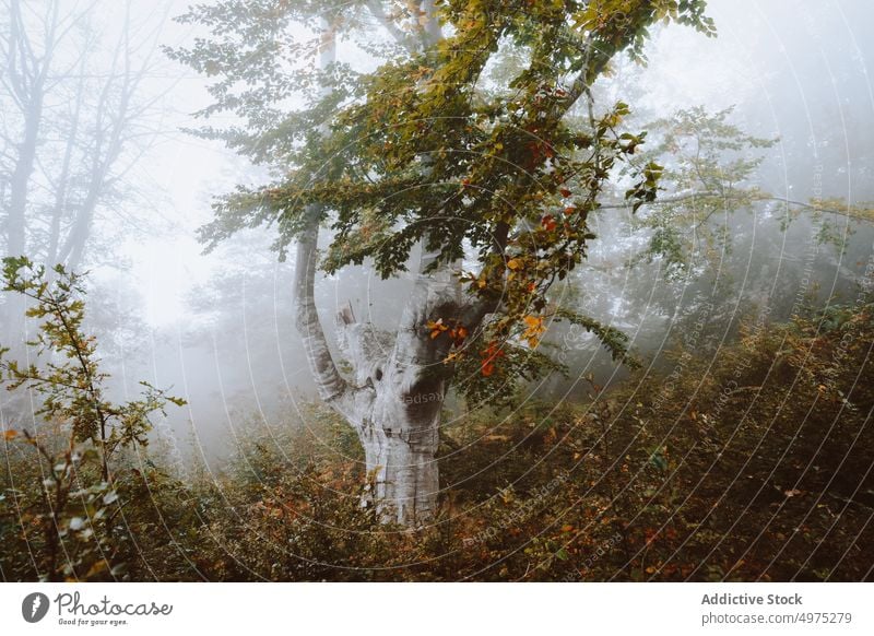 Neblige Jugatxi-Buche in Alava Spanien Nebel Wald Natur Weg grün Umwelt Landschaft Sonne Baum Saison Park Straße malerisch Blatt Licht Wälder Laubwerk Herbst