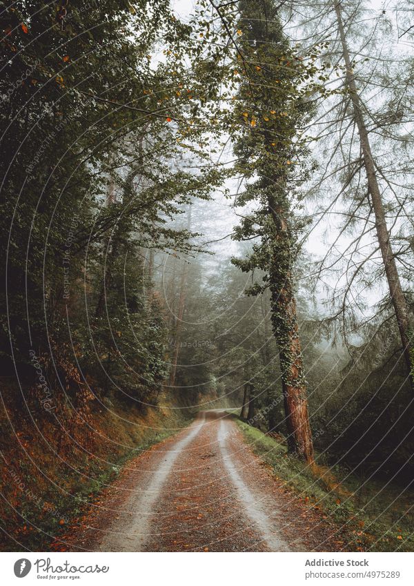 Weg in der nebligen Otzarreta in Gorbea, Bizkaia, Spanien Nebel Wald Natur grün Umwelt Landschaft Sonne Baum Saison Park Straße malerisch Blatt Licht Wälder