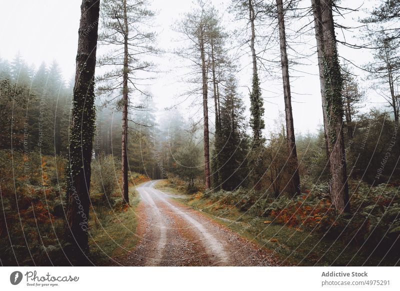 Weg in der nebligen Otzarreta in Gorbea, Bizkaia, Spanien Nebel Wald Natur grün Umwelt Landschaft Sonne Baum Saison Park Straße malerisch Blatt Licht Wälder