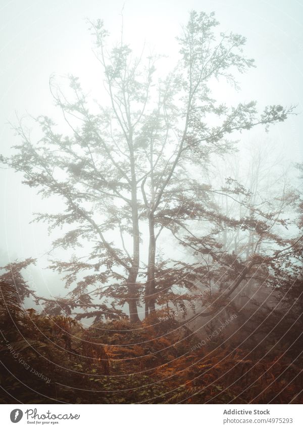 Neblige Jugatxi-Buche in Alava Spanien Nebel Wald Natur Weg grün Umwelt Landschaft Sonne Baum Saison Park Straße malerisch Blatt Licht Wälder Laubwerk Herbst