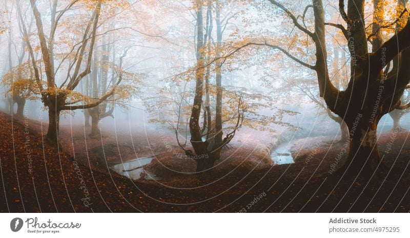 Weg in der nebligen Otzarreta in Gorbea, Bizkaia, Spanien Nebel Wald Natur grün Umwelt Landschaft Sonne Baum Saison Park Straße malerisch Blatt Licht Wälder