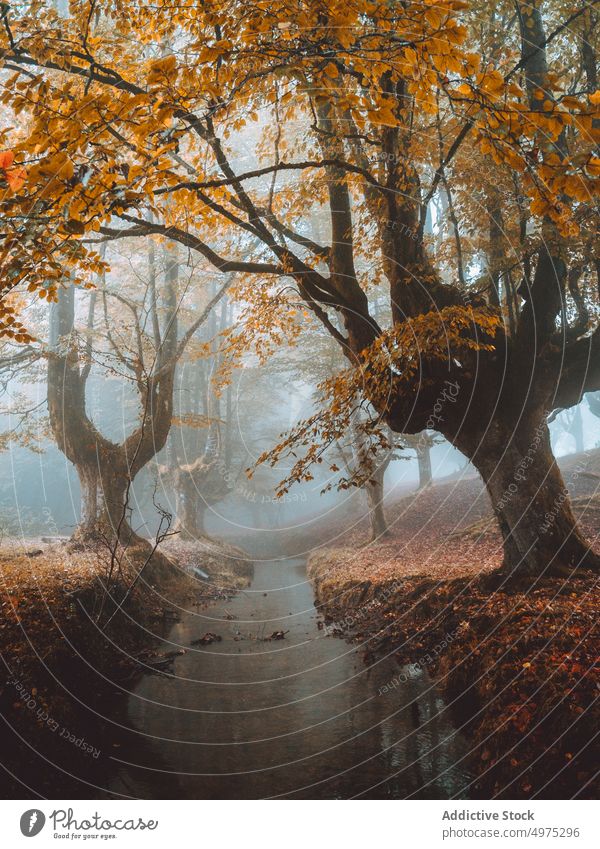 Weg in der nebligen Otzarreta in Gorbea, Bizkaia, Spanien Nebel Wald Natur grün Umwelt Landschaft Sonne Baum Saison Park Straße malerisch Blatt Licht Wälder