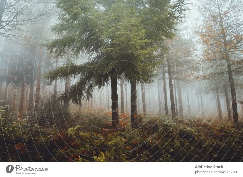 Nebliger Otzarreta-Wald in Gorbea, Bizkaia Nebel Natur Weg grün Umwelt Landschaft Sonne Baum Saison Park Straße malerisch Blatt Licht Wälder Laubwerk Herbst