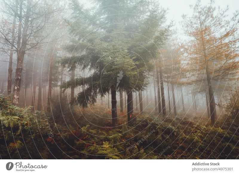 Nebliger Otzarreta-Wald in Gorbea, Bizkaia Nebel Natur Weg grün Umwelt Landschaft Sonne Baum Saison Park Straße malerisch Blatt Licht Wälder Laubwerk Herbst