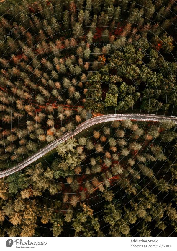 Drohnenansicht einer Straße im Wald von Otzarreta in Gorbea, Bizkaia Nebel Natur Weg grün Umwelt Landschaft Sonne Baum Saison Park malerisch Blatt Licht Wälder