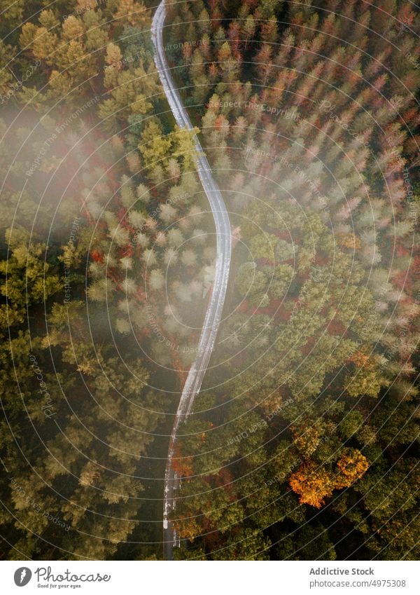 Drohnenansicht einer Straße im Wald von Otzarreta in Gorbea, Bizkaia Nebel Natur Weg grün Umwelt Landschaft Sonne Baum Saison Park malerisch Blatt Licht Wälder