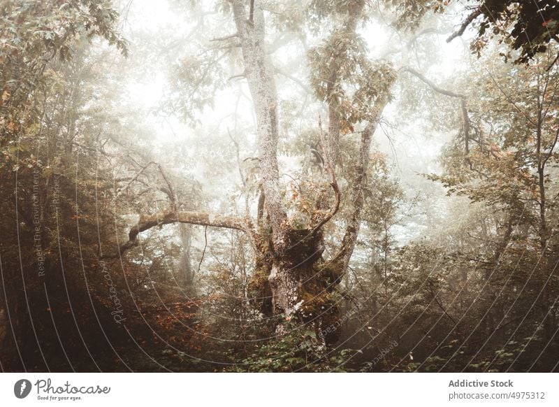 Neblige Jugatxi-Buche in Alava Spanien Nebel Wald Natur Weg grün Umwelt Landschaft Sonne Baum Saison Park Straße malerisch Blatt Licht Wälder Laubwerk Herbst