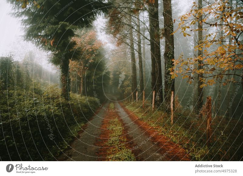 Schöner Wald mit vielen Bäumen, umgeben von Nebel Landschaft Herbst Baum Natur Saison Hintergrund neblig Licht grün im Freien fallen schön geheimnisvoll