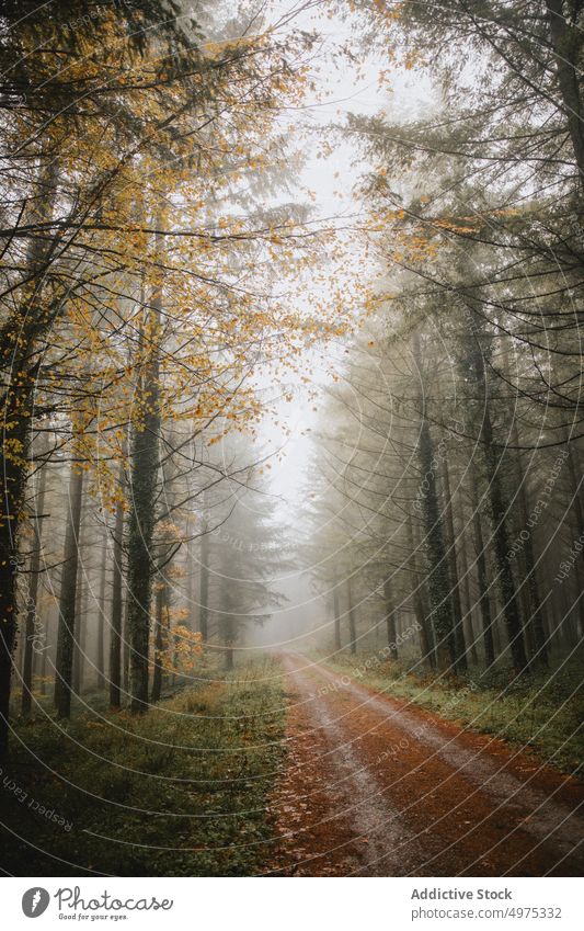 Wald mit vielen Bäumen, umgeben von Nebel Straße Weg Landschaft Herbst Baum Natur Saison Hintergrund neblig Licht grün im Freien fallen schön geheimnisvoll