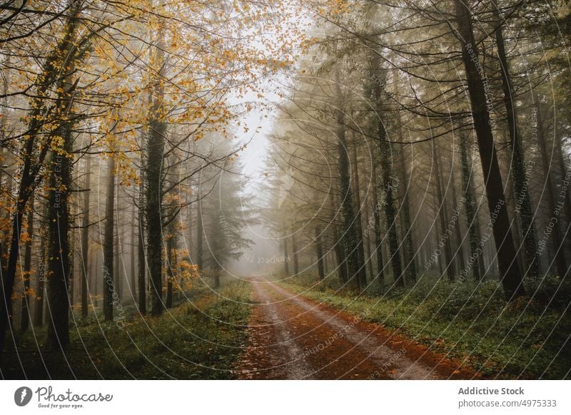 Wald mit vielen Bäumen, umgeben von Nebel Straße Weg Landschaft Herbst Baum Natur Saison Hintergrund neblig Licht grün im Freien fallen schön geheimnisvoll