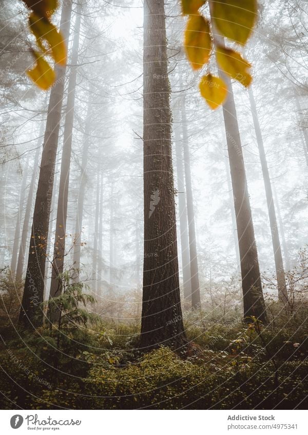 Schöner Wald mit vielen Bäumen, umgeben von Nebel Landschaft Herbst Baum Natur Saison Hintergrund neblig Licht grün im Freien fallen schön geheimnisvoll