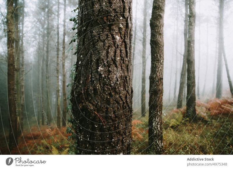 Schöner Wald mit vielen Bäumen, umgeben von Nebel Landschaft Herbst Baum Natur Saison Hintergrund neblig Licht grün im Freien fallen schön geheimnisvoll