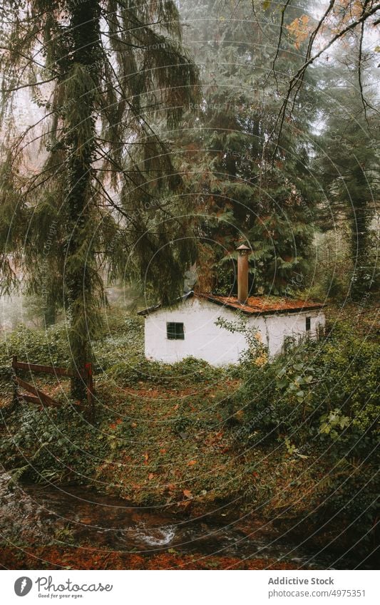 Wald mit einem Haus und Bäumen umgeben von Nebel Landschaft Herbst Baum Natur Saison Hintergrund neblig Licht grün im Freien fallen schön geheimnisvoll