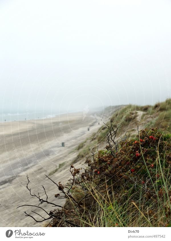 Weg in die Unendlichkeit Landschaft Sommer Wetter schlechtes Wetter Nebel Gras Sträucher Dünengras Hundsrose Hagebutten Küste Strand Nordsee Meer Skagerrak