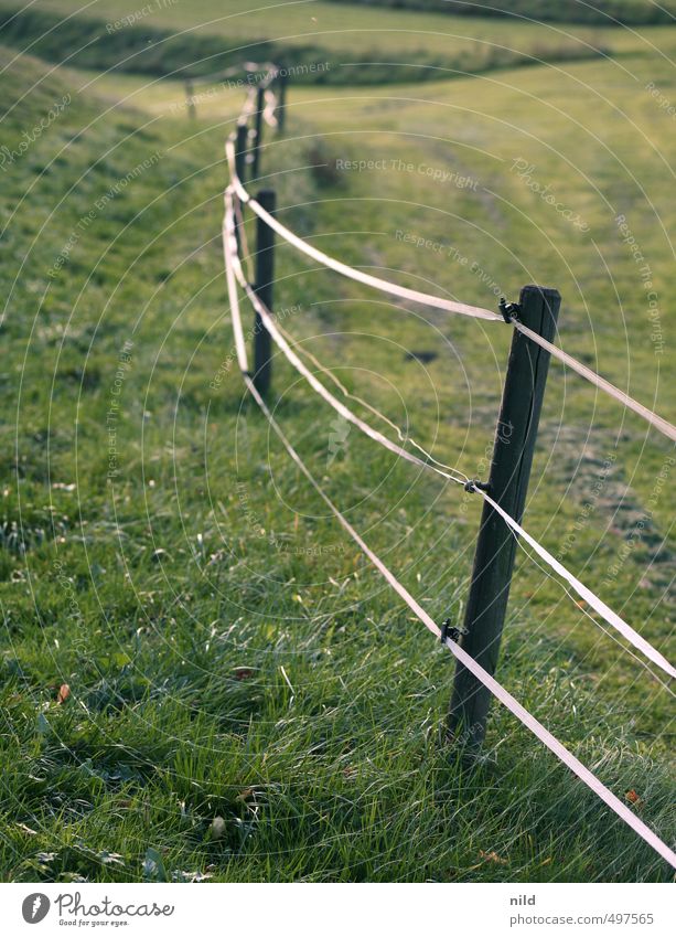 IIIII/ Umwelt Natur Landschaft Pflanze Sommer Schönes Wetter Gras Wiese Hügel grün Zaun Begrenzung Weidezaun Pfosten Farbfoto Außenaufnahme Tag Abend