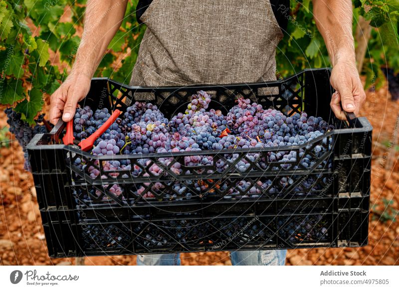 Landwirt hält Kiste mit frischen Weintrauben Mann Traube Ernte Weinberg Kasten reif führen Ackerbau ländlich männlich Frucht Scheren Werkzeug Weinbau natürlich