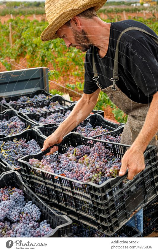 Männlicher Landwirt beim Beladen eines Lastwagens mit Weintrauben Mann Traube Weinberg Kasten reif Ackerbau ländlich männlich Frucht Ernte Weinbau natürlich