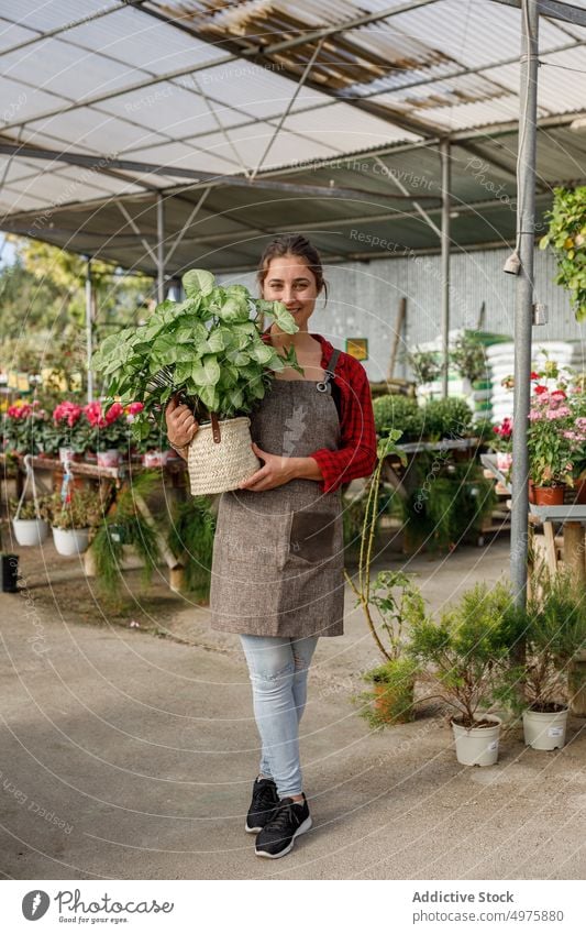 Fröhlicher Gärtner mit Pflanze im Gewächshaus Frau Lächeln Arbeit Ackerbau grün organisch Botanik Garten Kleinunternehmen professionell frisch Schürze Besitzer