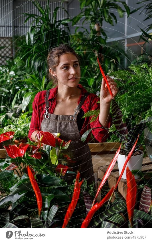 Lächelnder Florist beim Sprühen von Blumen im Gewächshaus Blumenhändler Pflanze Spray Wasser Frau Arbeit Pflege Gartenbau organisch Botanik tropisch Gärtner