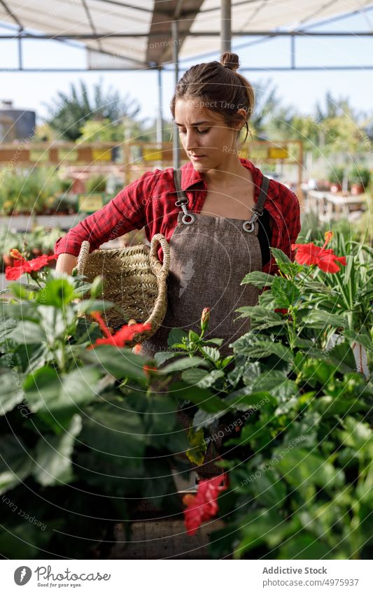 Gärtnerin wählt Werkzeug aus dem Korb Gewächshaus Pflanze Frau wählen ernst Arbeit Ackerbau grün organisch Botanik Garten Kleinunternehmen professionell frisch