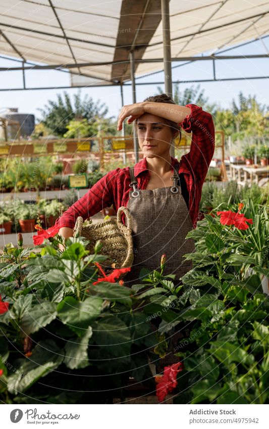 Gärtnerin wählt Werkzeug aus dem Korb Gewächshaus Pflanze Frau wählen ernst Arbeit Ackerbau grün organisch Botanik Garten Kleinunternehmen professionell frisch