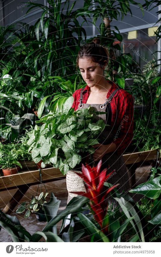 Gärtner mit Pflanze im Gewächshaus Frau Arbeit Ackerbau grün organisch Botanik Garten Kleinunternehmen professionell frisch Schürze Besitzer Pflege Umwelt Dame