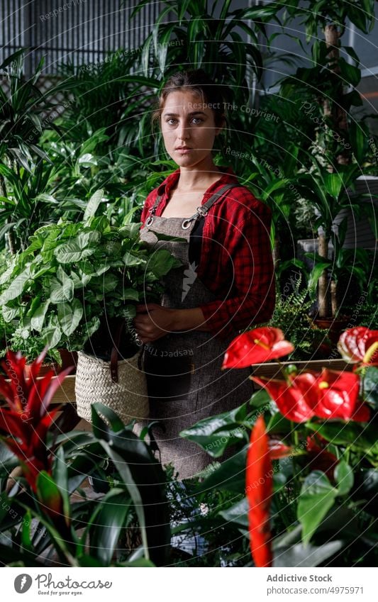 Gärtner mit Pflanze im Gewächshaus Frau Arbeit Ackerbau grün organisch Botanik Garten Kleinunternehmen professionell frisch Schürze Besitzer Pflege Umwelt Dame