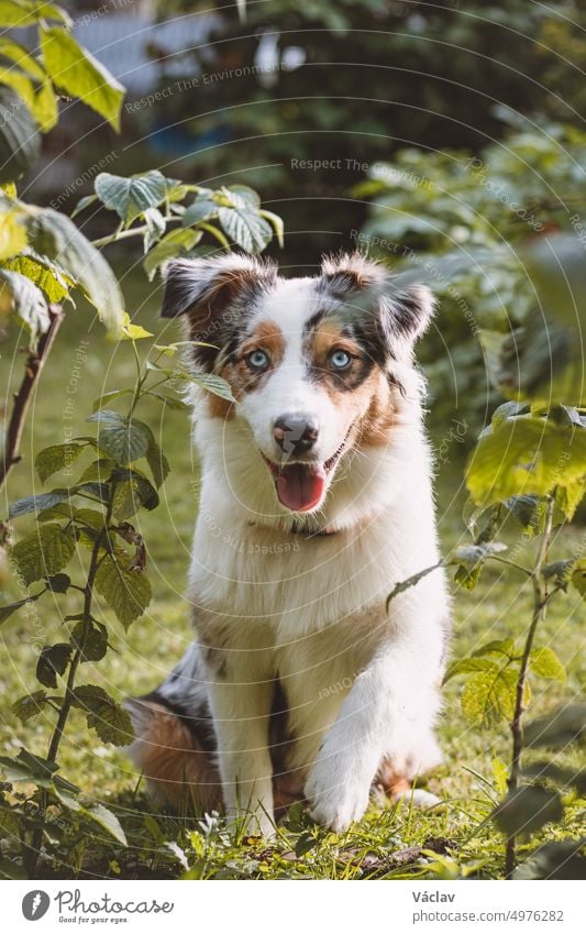 Ein blauäugiger Australian Shepherd-Welpe sitzt mit herausgestreckter Zunge auf seinen Hinterbeinen und schaut zufrieden zu. Die Freude eines Hundes, draußen zu sein