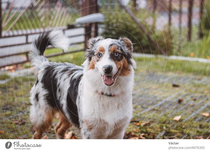 Ein Australian Shepherd-Welpe spielt in einem Laubhaufen, den eine Frau in einen großen Korb zu sammeln versucht. Eine Hündin springt, rennt und knabbert an den bunten Blättern. Unterhaltung für Haustiere