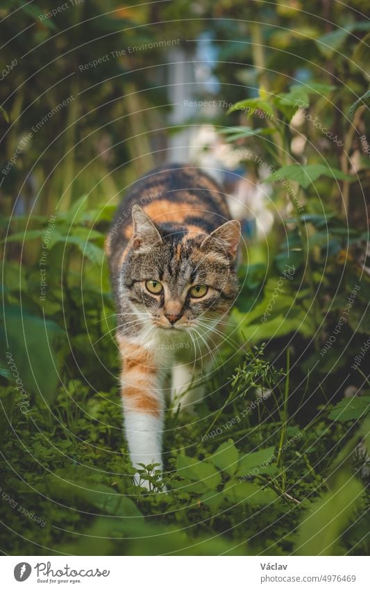 Kurioser Anblick von drei bunten Hauskatzen, die durch die Himbeersträucher im Garten spazieren. Felis catus domesticus beim Spaziergang durch das Revier