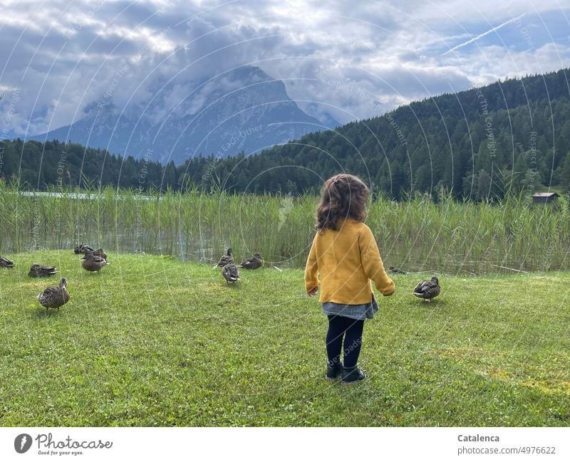 Kleines Mädel mit Enten am See Natur Landschaft Berge Alpen Berge u. Gebirge Himmel Wasser Seeufer Umwelt Erholung ruhig Binsen Schilf Wald Wolken Wiese Gras