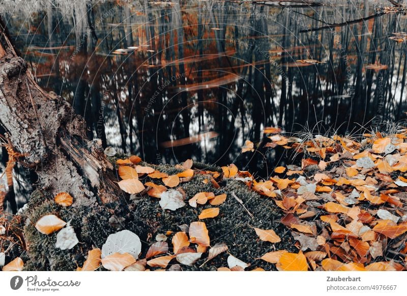 Fallende und fließende Blätter, Baumstumpf und Gewässer, spiegelnde Bäume Briesetal Fließ Herbst Laub Spiegelung düster herbstlich Herbstlaub Herbstfärbung