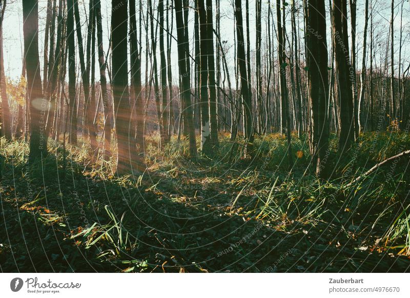 Kahle Baumstämme mit Lensflares und Schatten im Abendlicht Wald Licht Flares Wiese Natur Landschaft Bäume Baumstamm